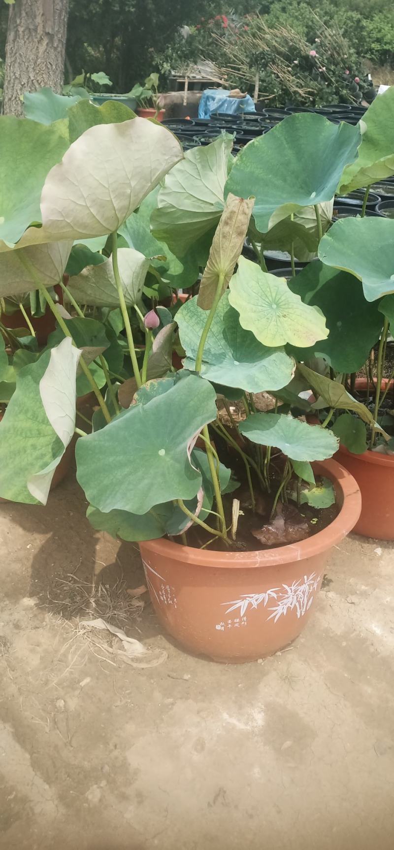 莲花苗大型观赏荷花盆栽水养带花苞庭院池塘水培盆缸荷花成品