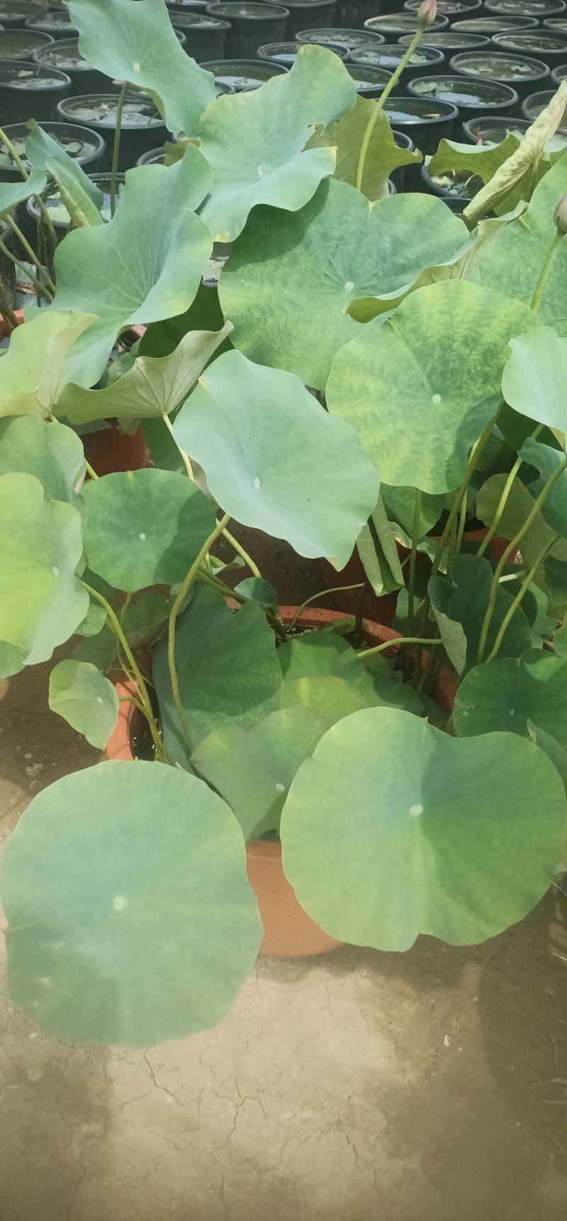 莲花苗大型观赏荷花盆栽水养带花苞庭院池塘水培盆缸荷花成品