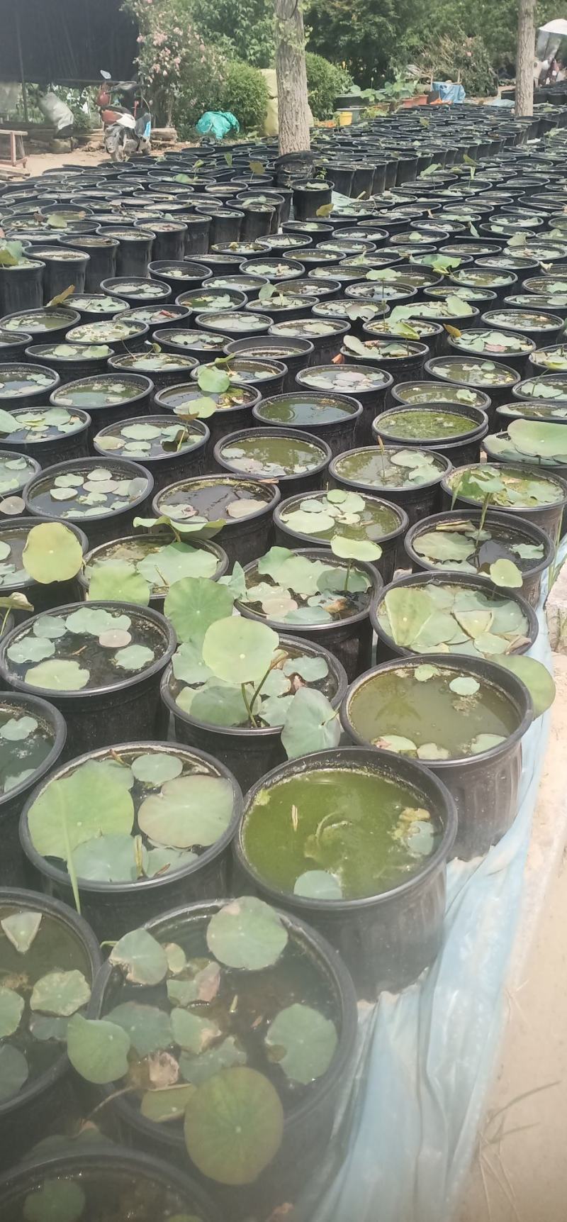莲花苗大型观赏荷花盆栽水养带花苞庭院池塘水培盆缸荷花成品