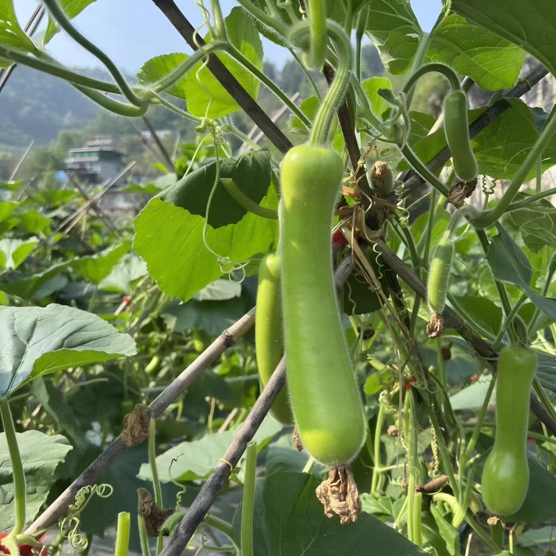 瓠子瓠子瓜产地一手货源欢迎订购以质论价支持发货