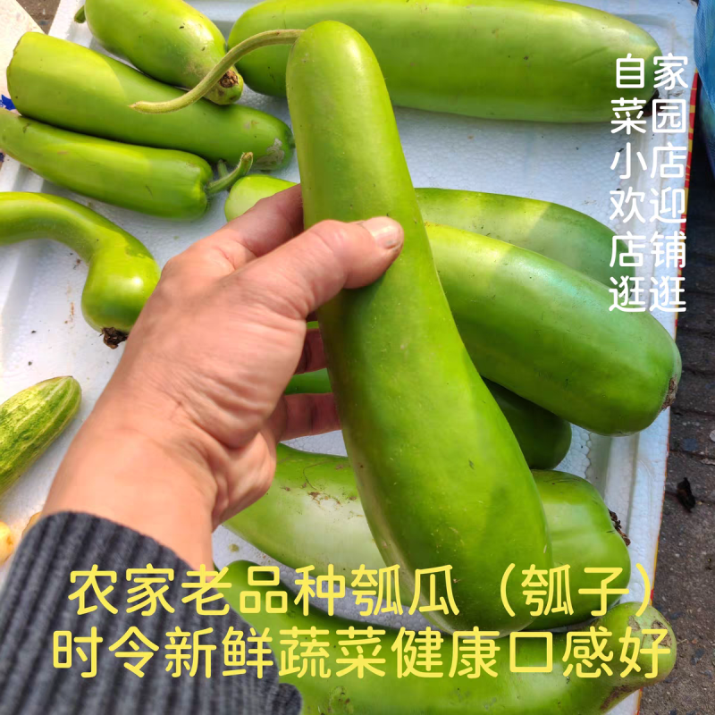 瓠子瓠子瓜产地一手货源欢迎订购以质论价支持发货