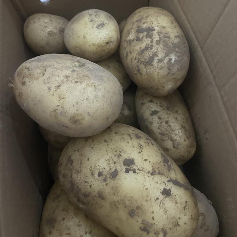 黄心土豆支持一件代发全国可发