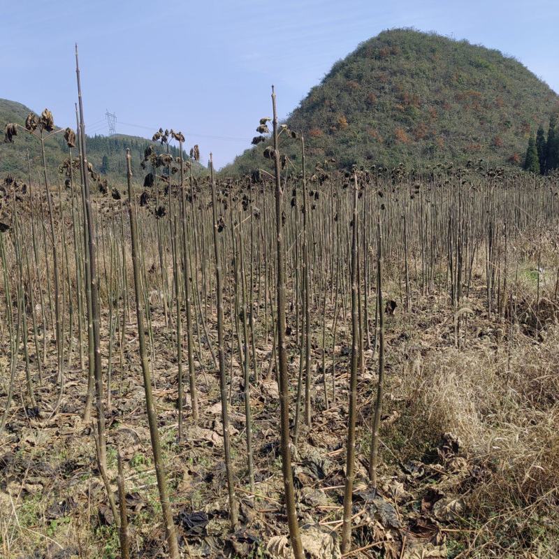 泡桐种苗