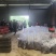 大量桑葚上市。承接果汁厂。酒厂。各种加工厂。保证货源充足