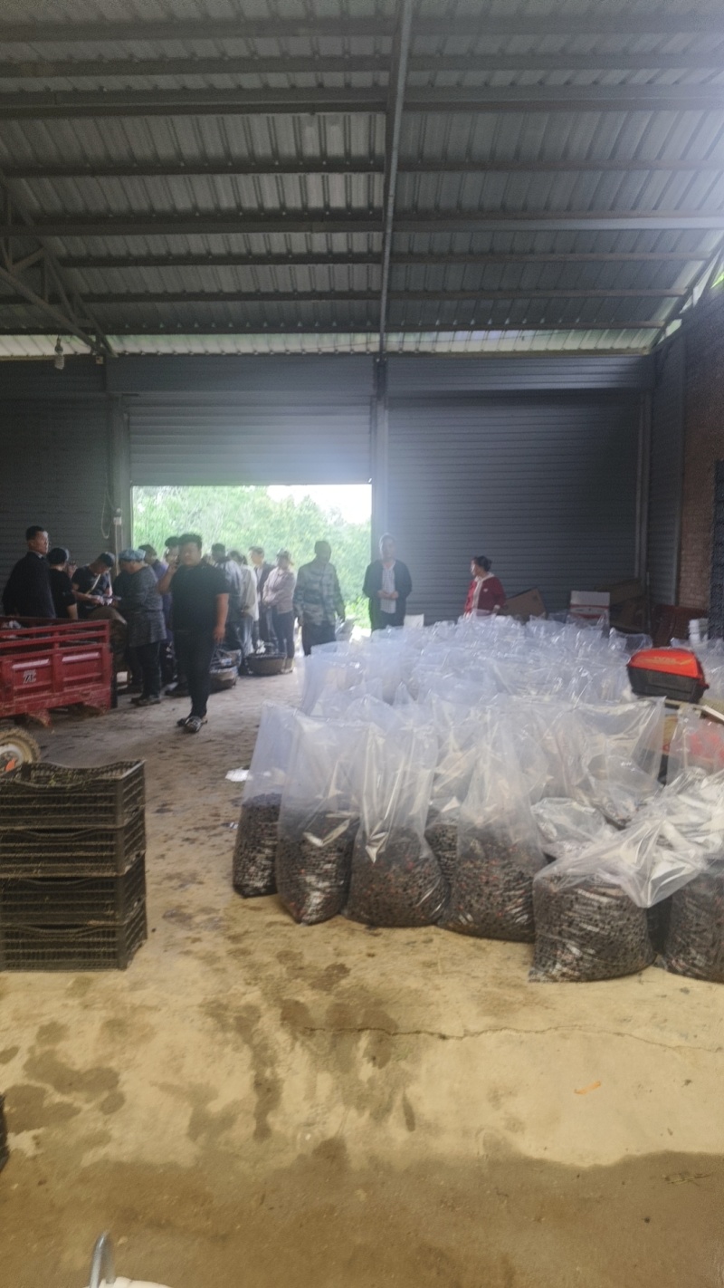 大量桑葚上市。承接果汁厂。酒厂。各种加工厂。保证货源充足