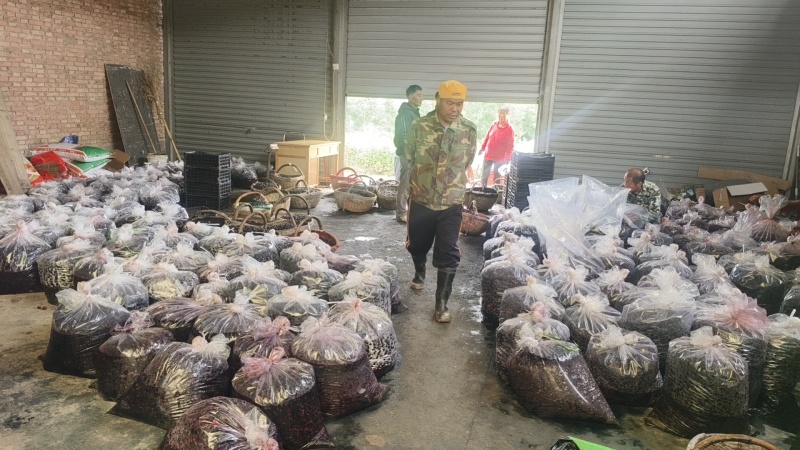 大量桑葚上市。承接果汁厂。酒厂。各种加工厂。保证货源充足
