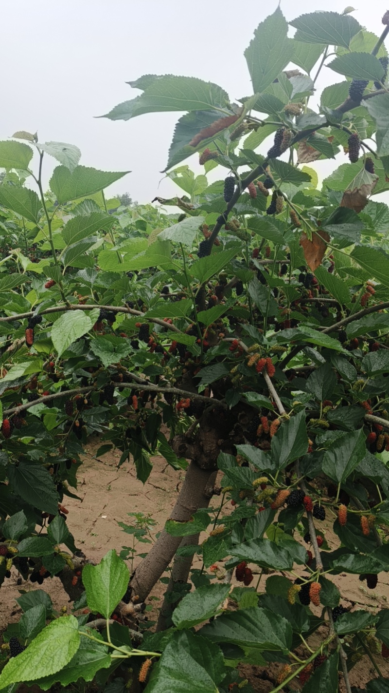 大量桑葚上市。承接果汁厂。酒厂。各种加工厂。保证货源充足