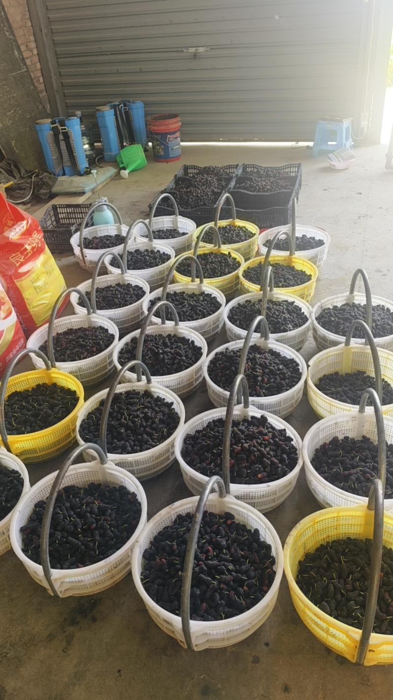 大量桑葚上市。承接果汁厂。酒厂。各种加工厂。保证货源充足