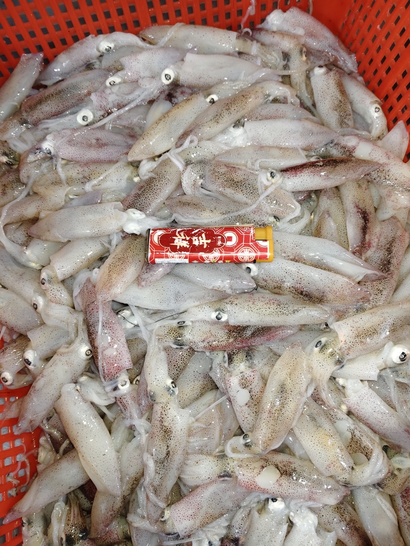 一口鱿