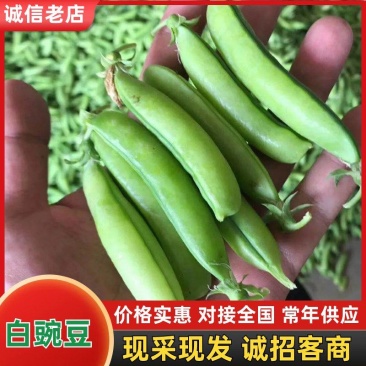 2026精品豌豆以上市1200亩大型基地专业种植豌豆。