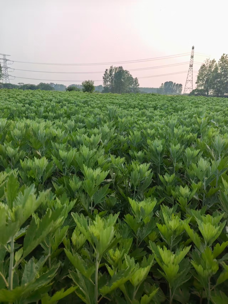 【推荐】端午鲜艾草供应/产地直发/视频看货/欢迎电询