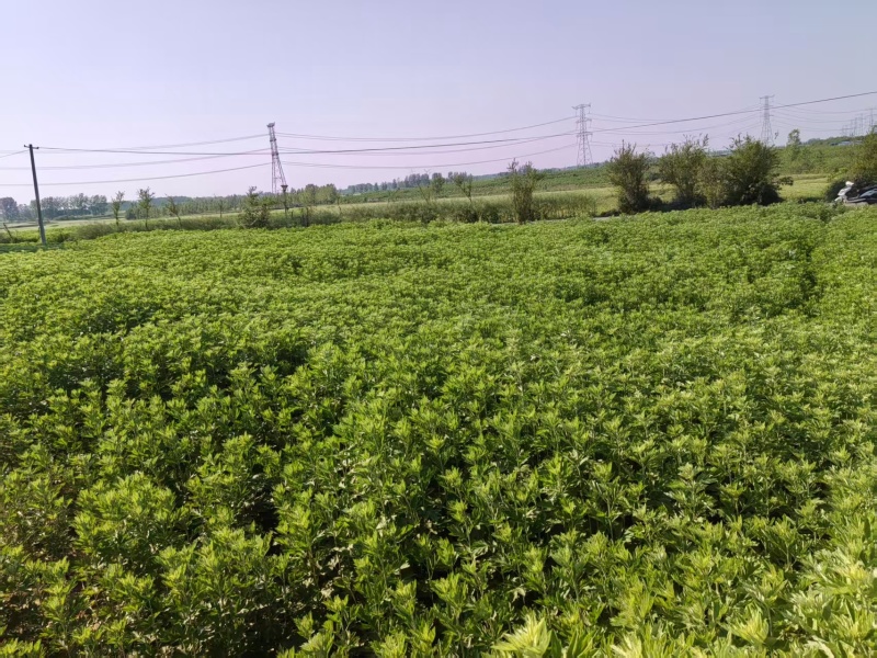【推荐】端午鲜艾草供应/产地直发/视频看货/欢迎电询
