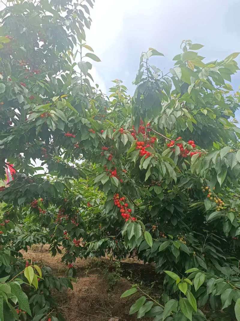 大樱桃