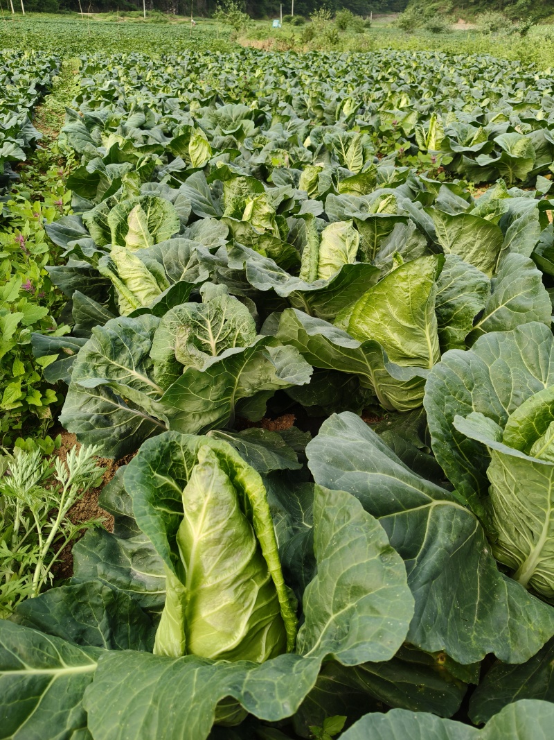 云南昭通永善茂林高山冷凉牛心甘蓝尖包菜