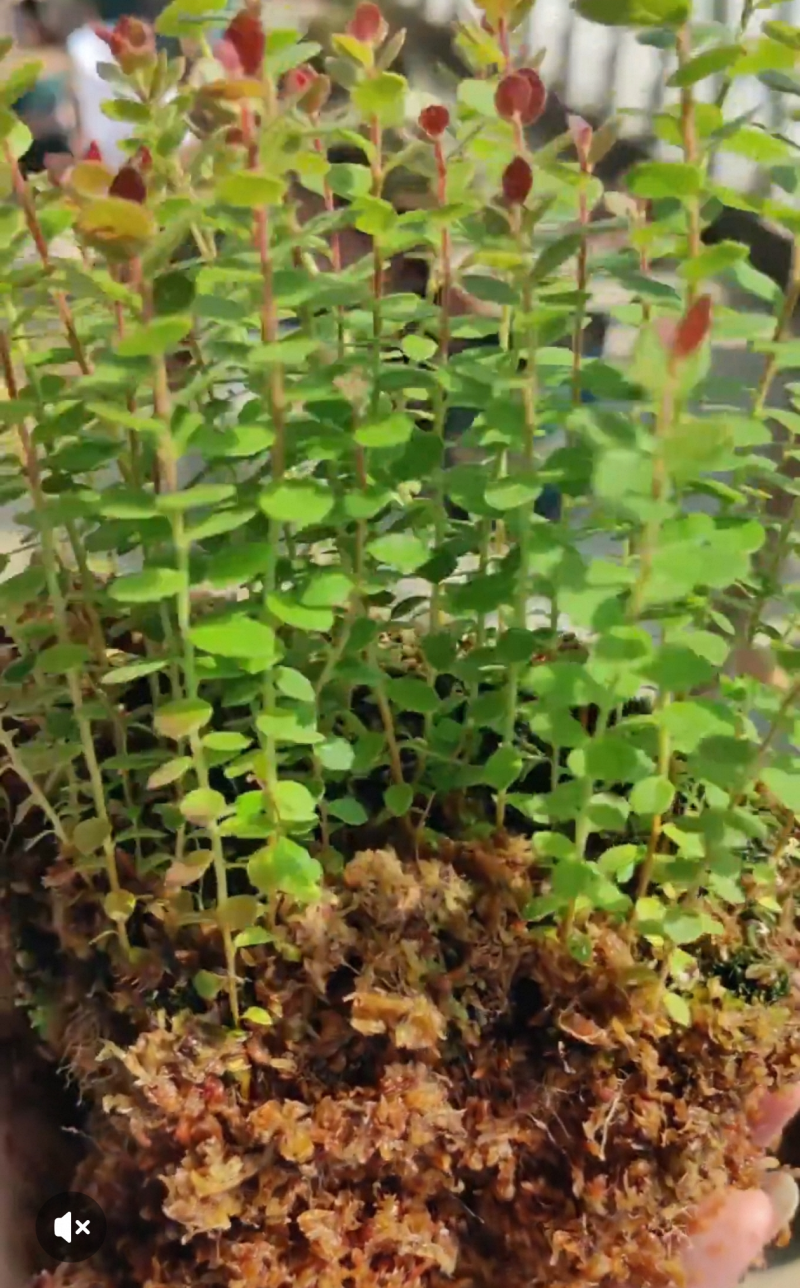 火山越橘（大果，新品组培源头，果更大，更漂亮）
