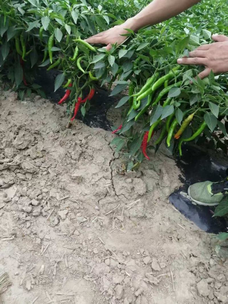 鲜辣椒，山东德州一手货源，现场发货，物有所值
