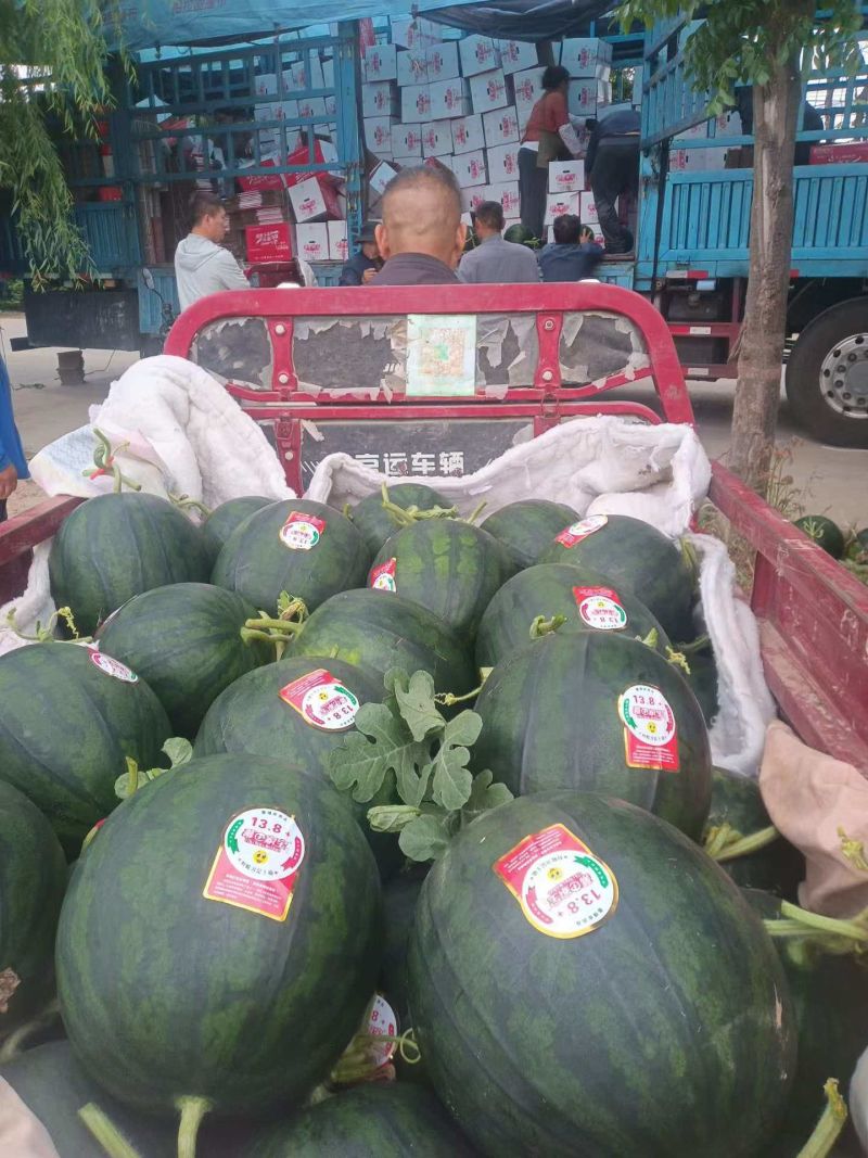 陕西慕田佳宝西瓜清甜可口价格美丽质量好走货快对接全国热卖