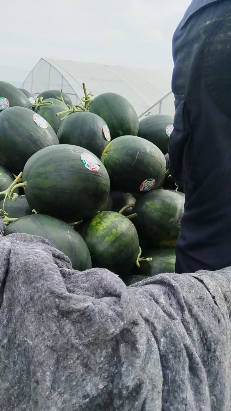 陕西慕田佳宝西瓜清甜可口价格美丽质量好走货快对接全国热卖