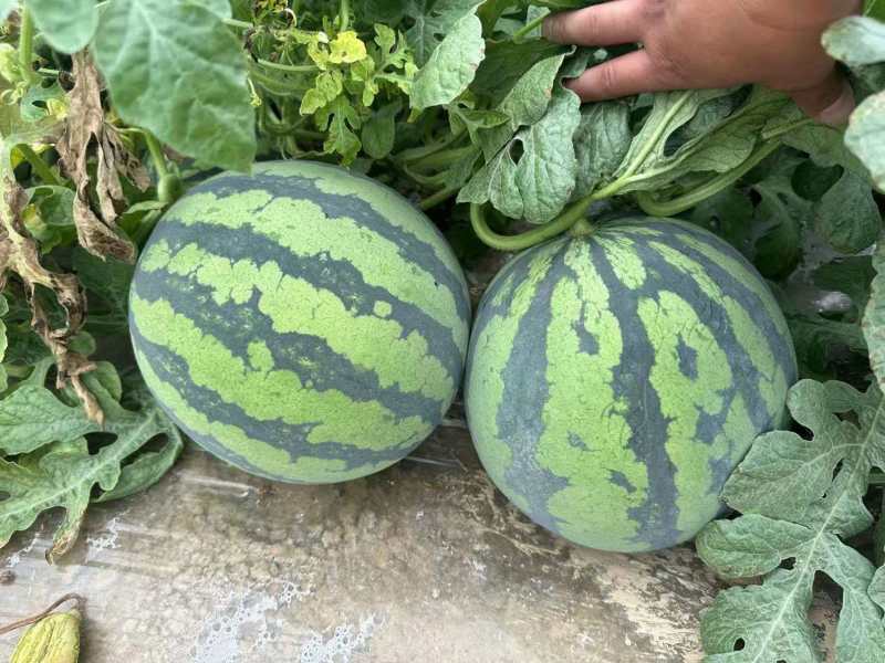 陕西美都西瓜清甜可口价格美丽质量好走货快价格优惠对接全国