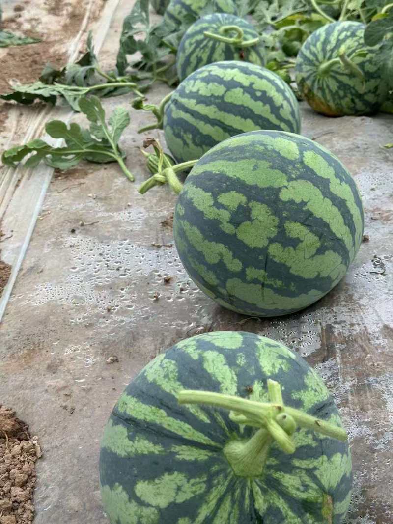 陕西美都西瓜清甜可口价格美丽质量好走货快价格优惠对接全国