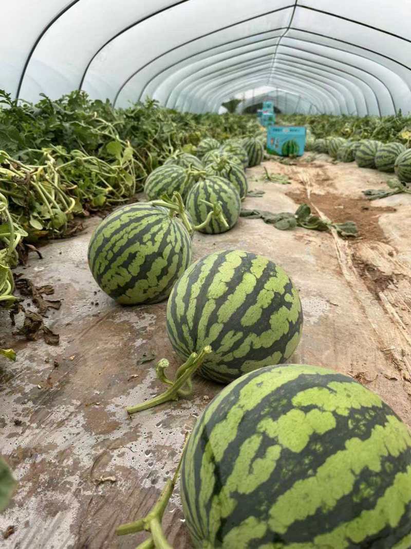 陕西美都西瓜清甜可口价格美丽质量好走货快价格优惠对接全国