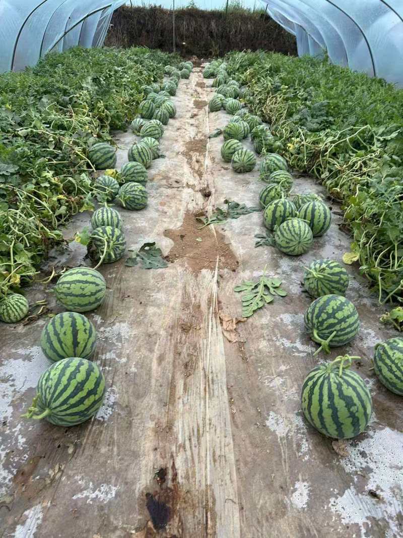 陕西美都西瓜清甜可口价格美丽质量好走货快价格优惠对接全国