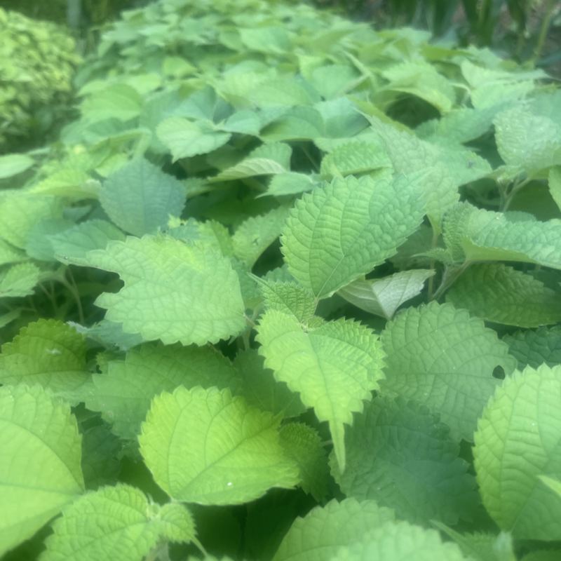 苎麻苗中苎3川苎16
