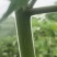 苎麻苗中苎3川苎16