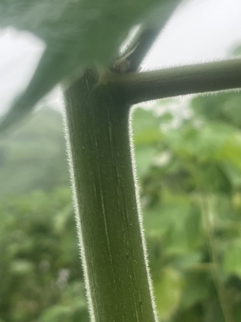 苎麻苗中苎3川苎16