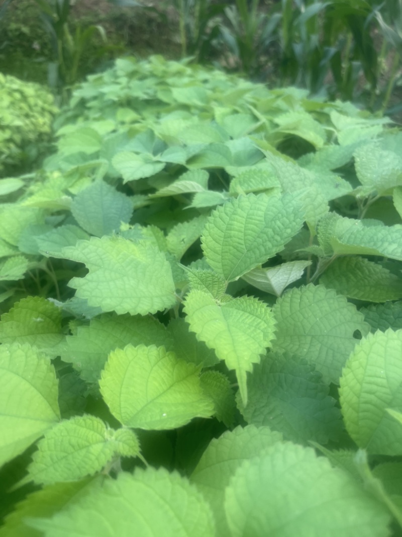 苎麻苗中苎3川苎16