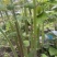 苎麻苗中苎3川苎16