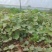 苎麻苗中苎3川苎16
