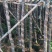 香樟4-16公分