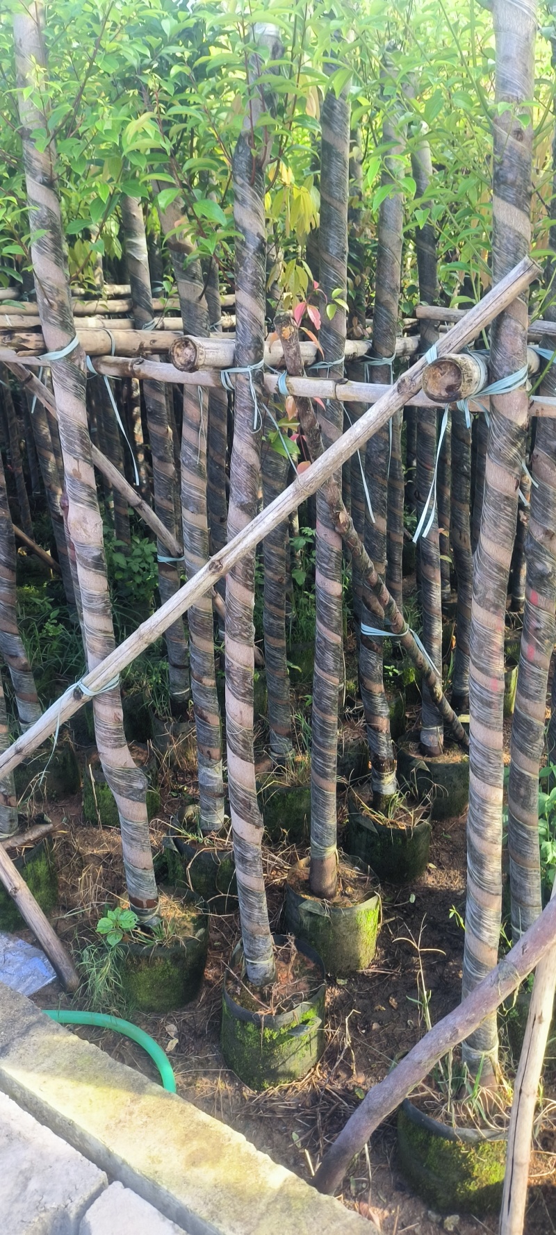香樟4-16公分
