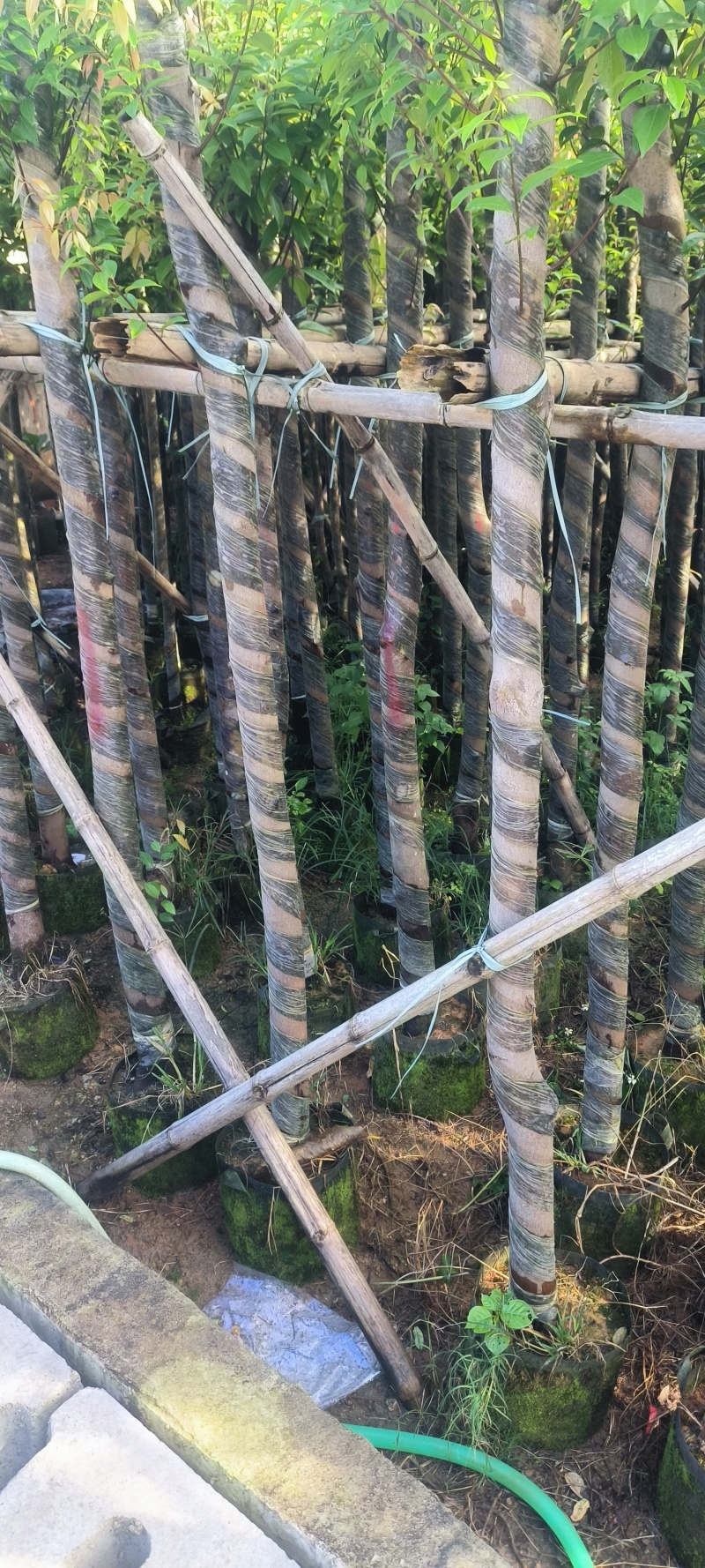 香樟4-16公分