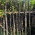 香樟4-16公分