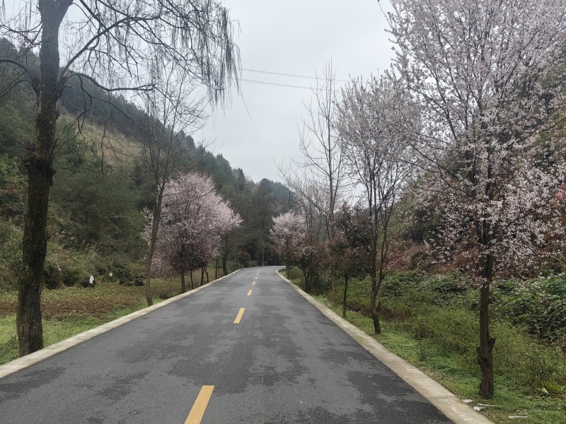贵州土蜂蜜