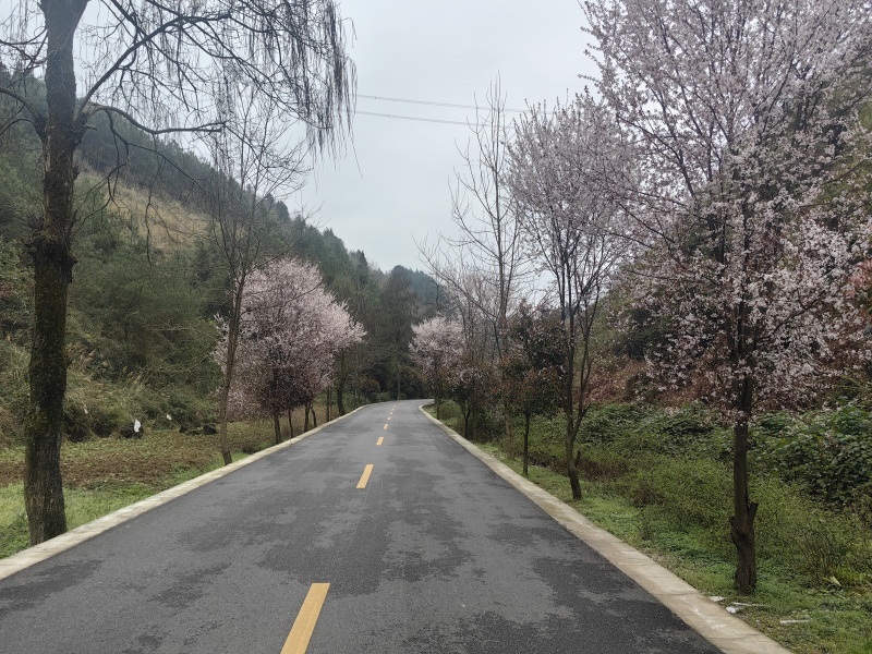 贵州土蜂蜜