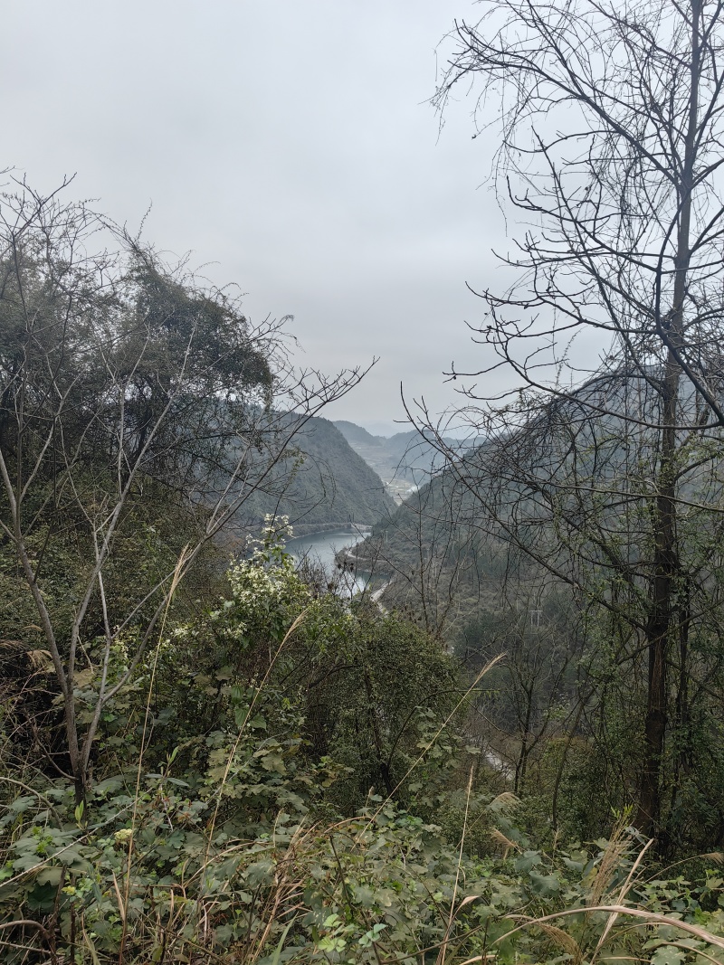 贵州土蜂蜜