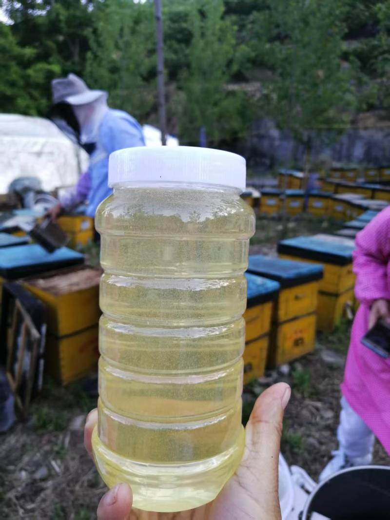 沂蒙山槐花蜜（自产自销）