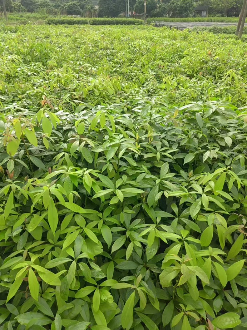金丝楠木品质保证服务周到产地直发价格美丽欢迎联系