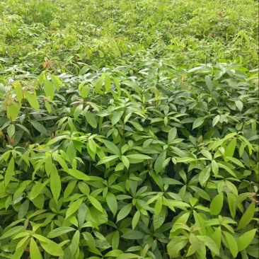 金丝楠木品质保证服务周到产地直发价格美丽欢迎联系