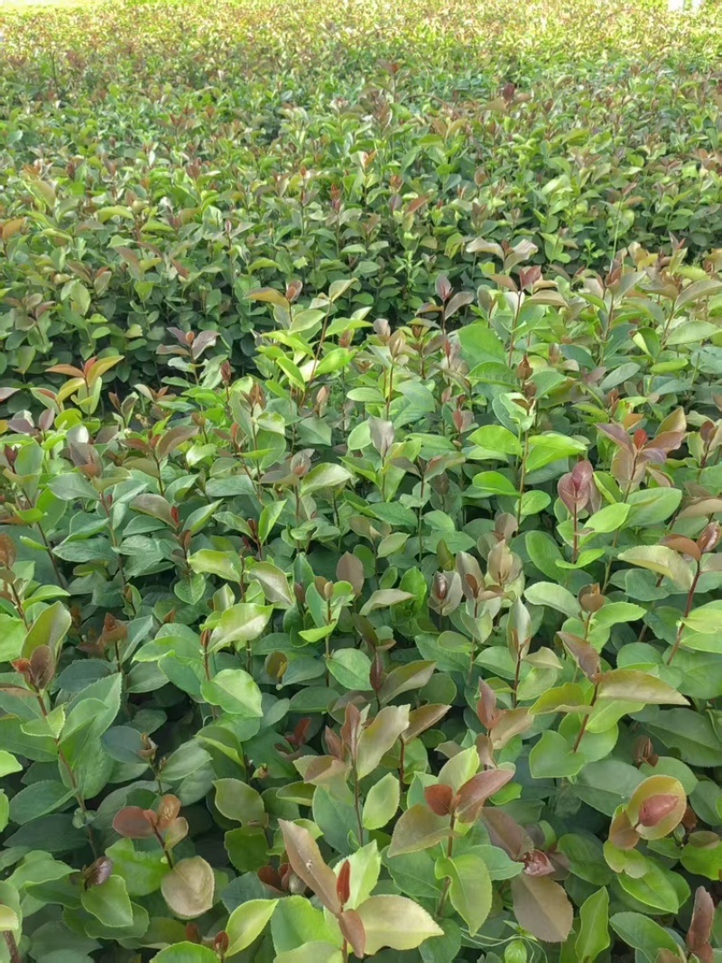 百花油茶品质保证服务周到产地直发价格美丽欢迎联系
