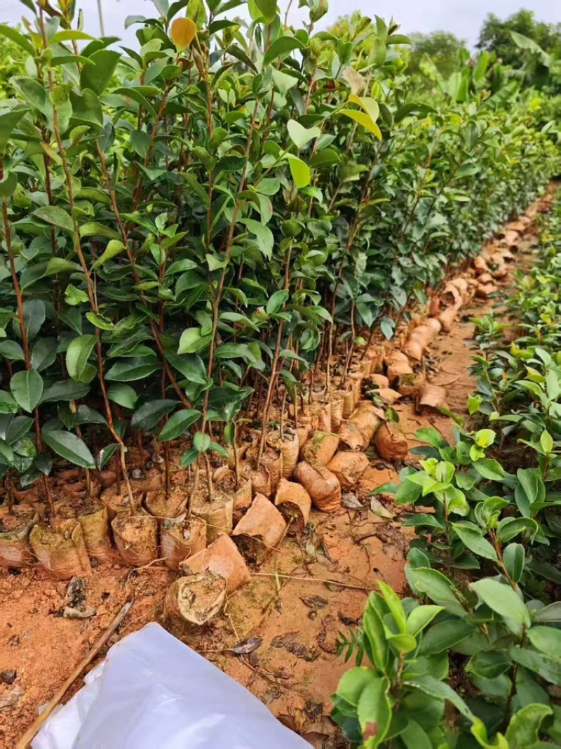 百花油茶品质保证服务周到产地直发价格美丽欢迎联系