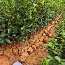 百花油茶品质保证服务周到产地直发价格美丽欢迎联系
