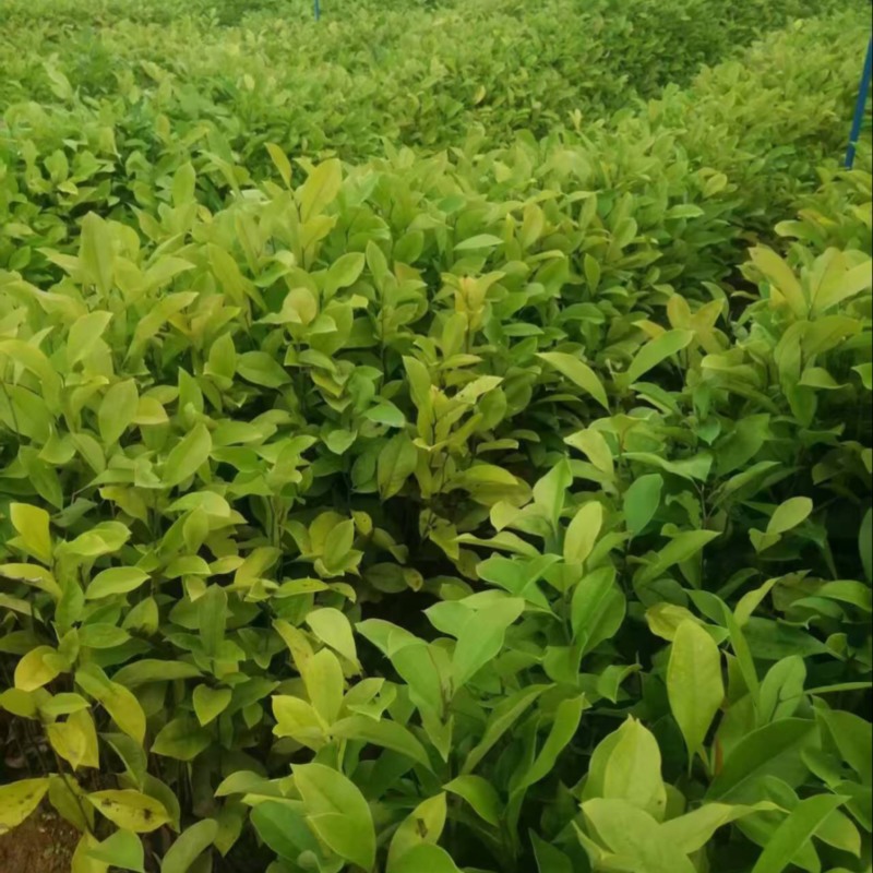 火力楠品质保证服务周到产地直发价格美丽欢迎联系