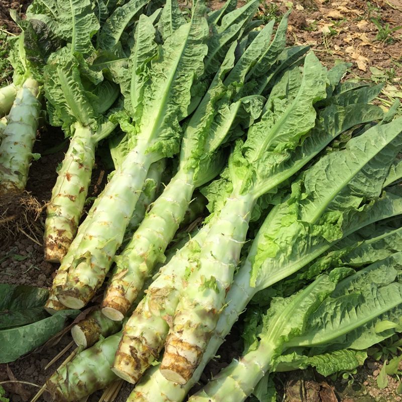 龙盛青夏香莴笋种子圆叶晚熟半高桩长棒形皮浅青脆嫩莴苣种子
