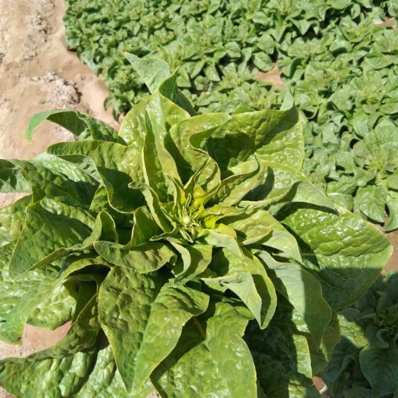 龙盛青夏香莴笋种子圆叶晚熟半高桩长棒形皮浅青脆嫩莴苣种子