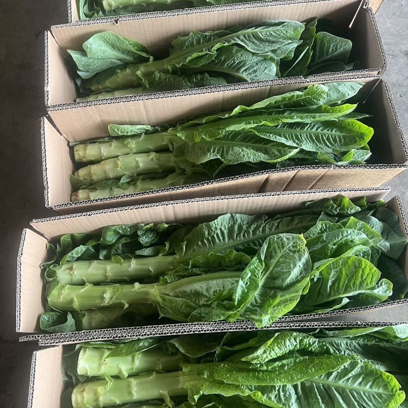 龙盛青夏香莴笋种子圆叶晚熟半高桩长棒形皮浅青脆嫩莴苣种子
