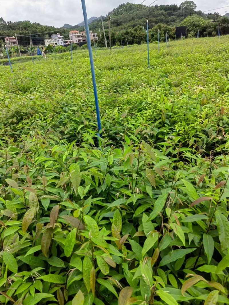 红椎品质保证服务周到价格美丽欢迎联系一手货源